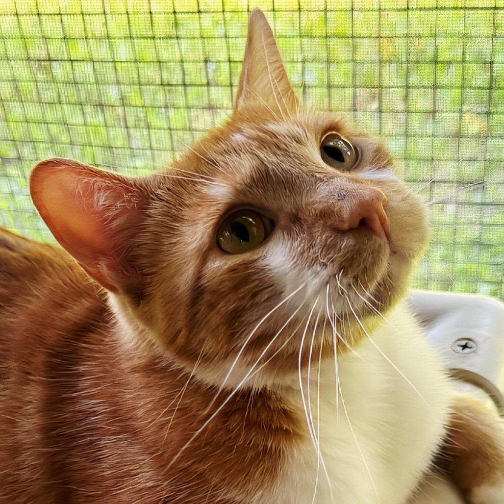 Enlarge Danny, a Adoptable Domestic Short Hair in Brighton, MO image 3/5