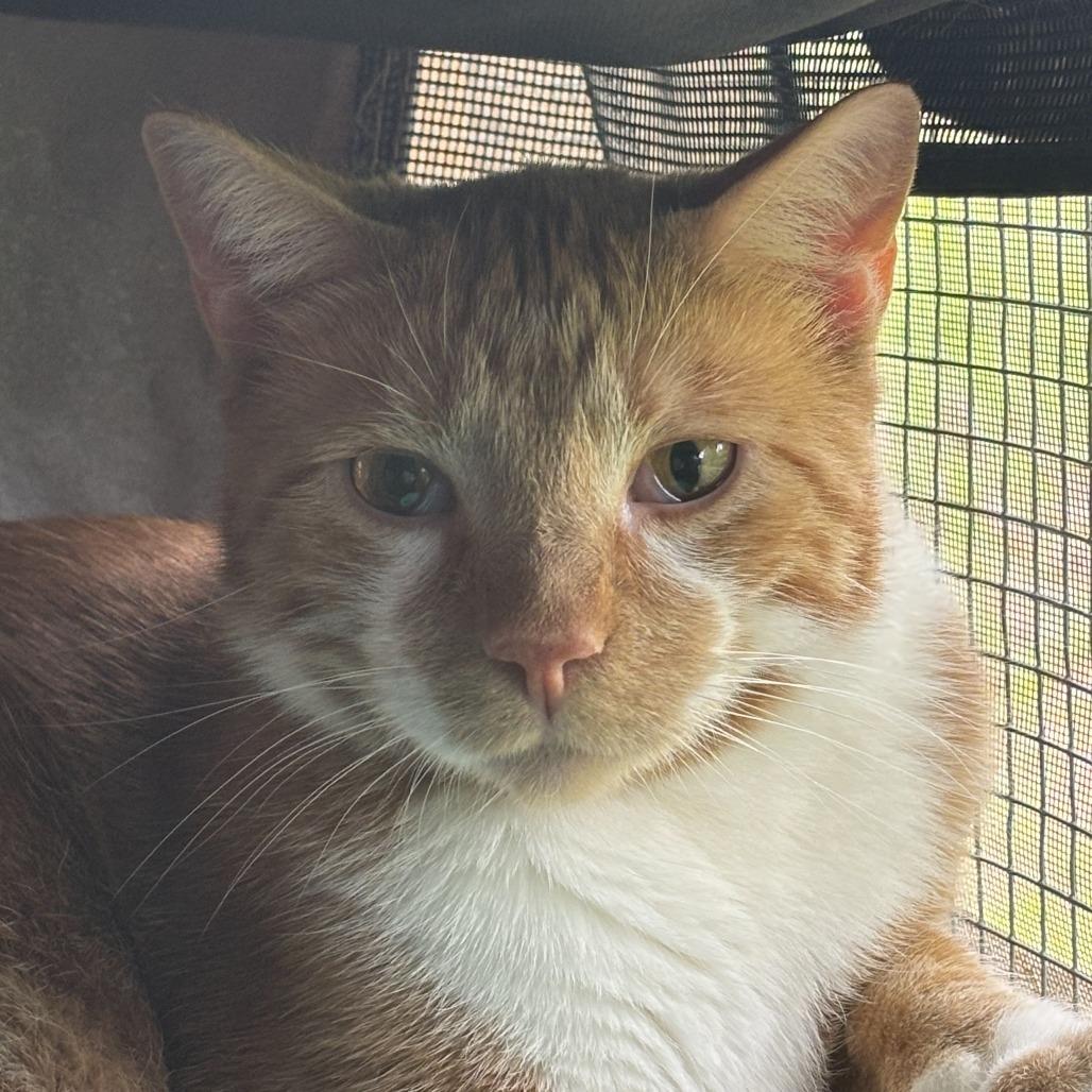 Enlarge Danny, a Adoptable Domestic Short Hair in Brighton, MO image 4/5