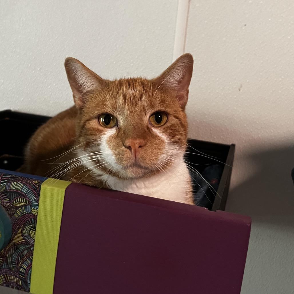 Enlarge Danny, a Adoptable Domestic Short Hair in Brighton, MO image 5/5