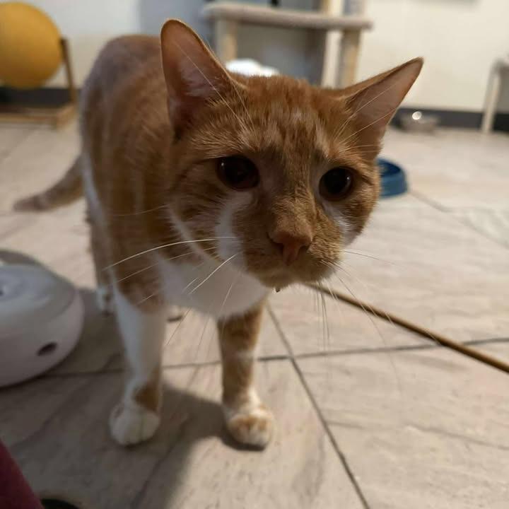 Enlarge Danny, a Adoptable Domestic Short Hair in Brighton, MO image 6/6