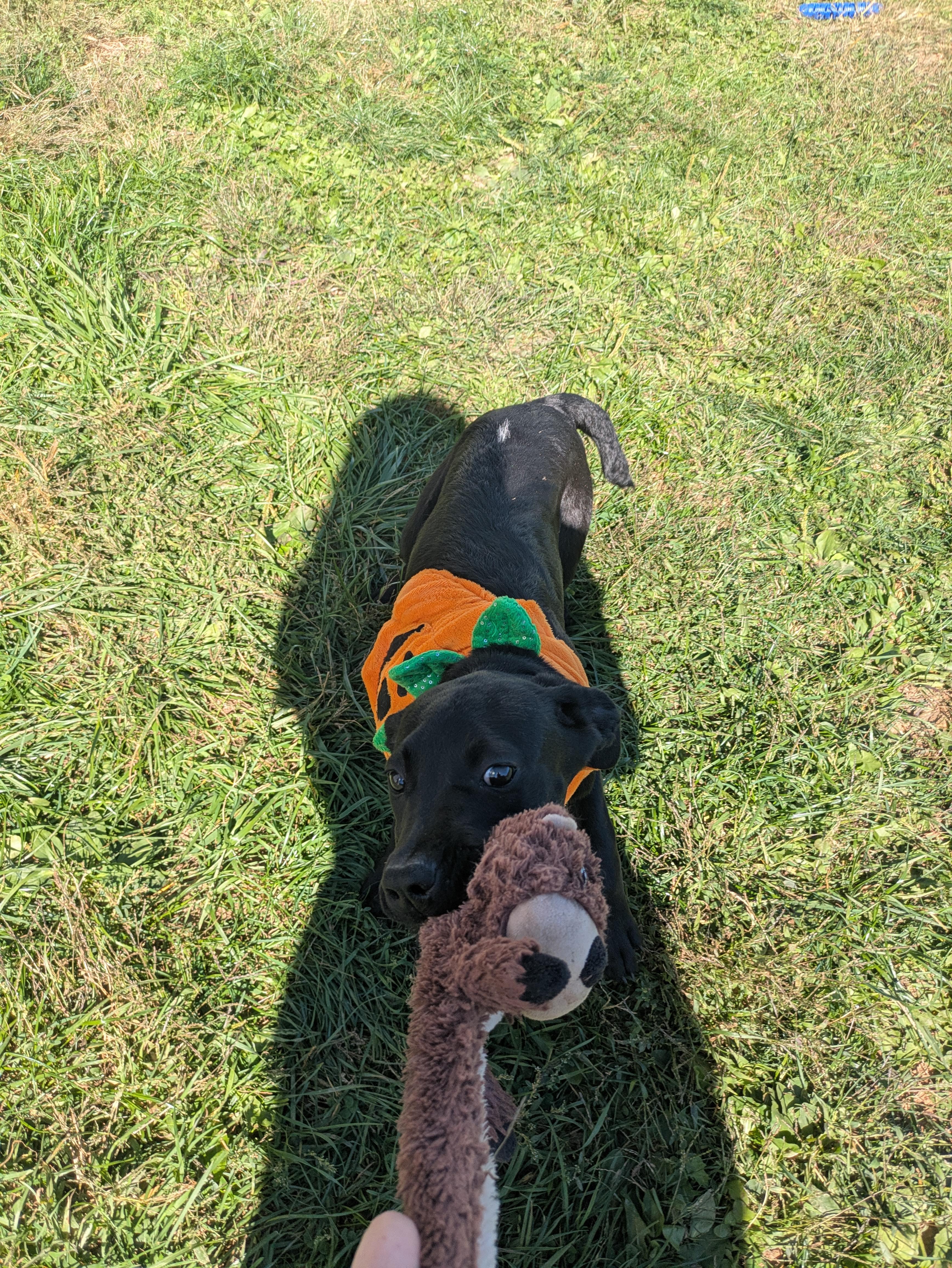 Janet, Adoptable, Puppy Female Boxer.