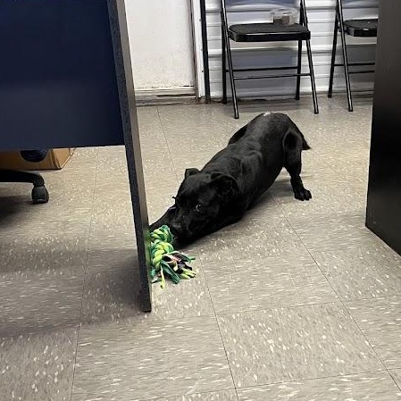 Janet, a Adoptable mixed breed in Covington, VA image 3/6