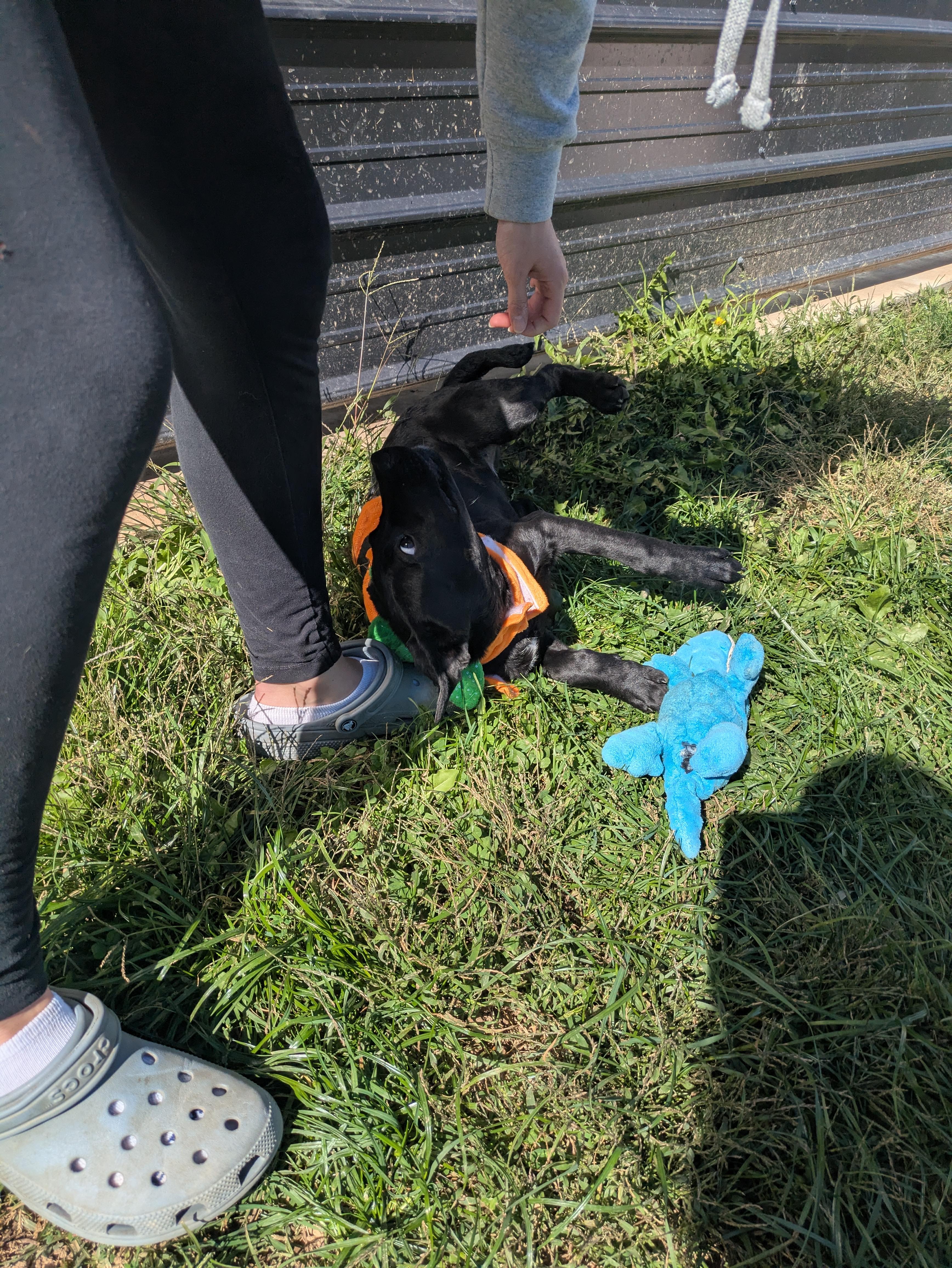 Janet, a Adoptable mixed breed in Covington, VA image 2/6