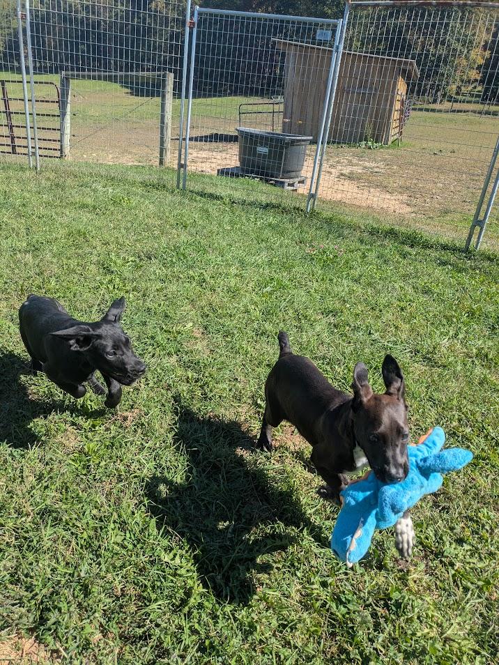 Janet, a Adoptable mixed breed in Covington, VA image 6/6