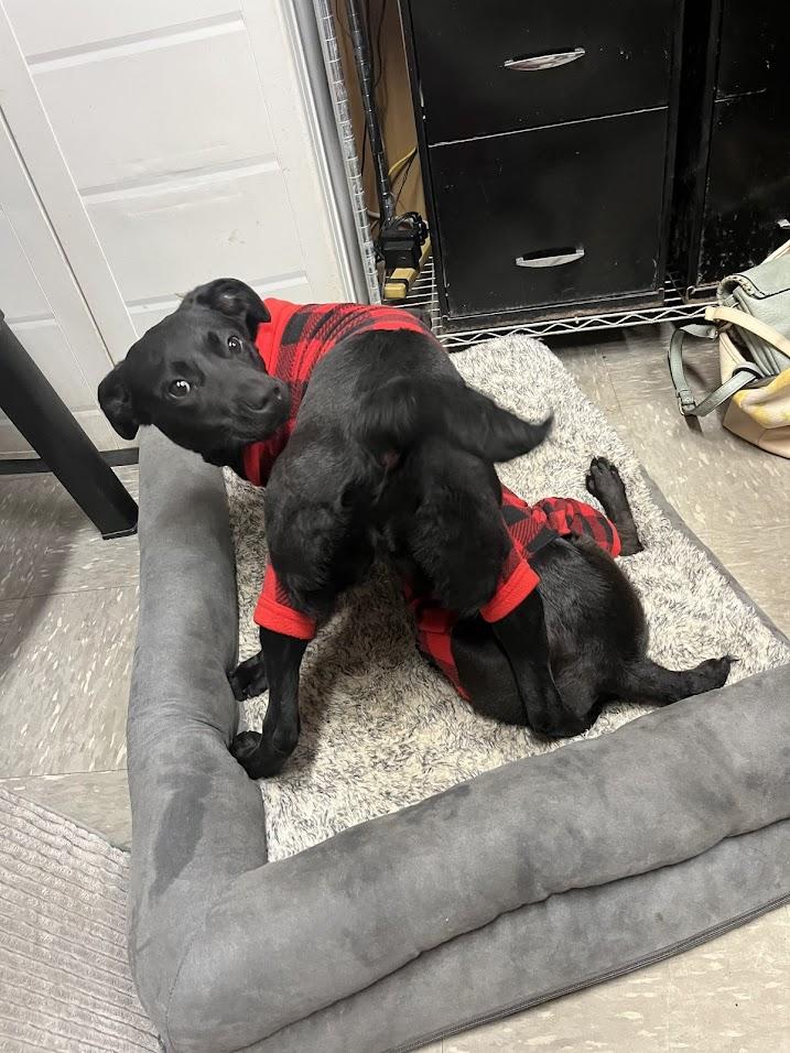 Janet, a Adoptable mixed breed in Covington, VA image 2/6