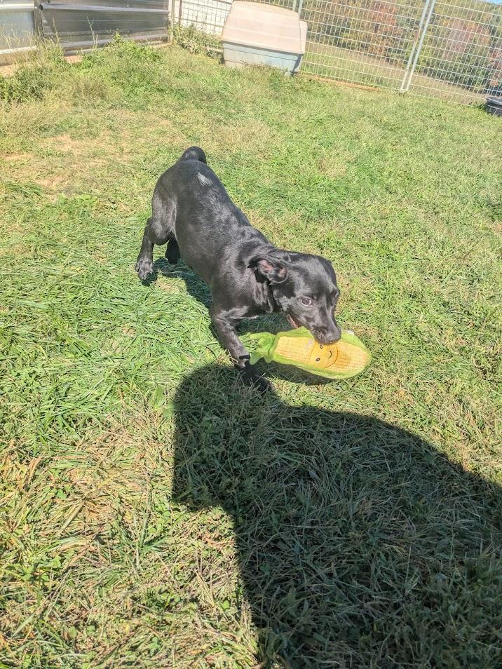 Janet, a Adoptable mixed breed in Covington, VA image 5/6