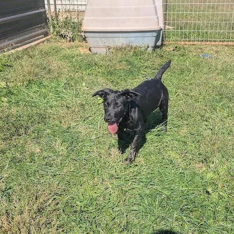 Janet, Adoptable, Puppy Female Boxer.