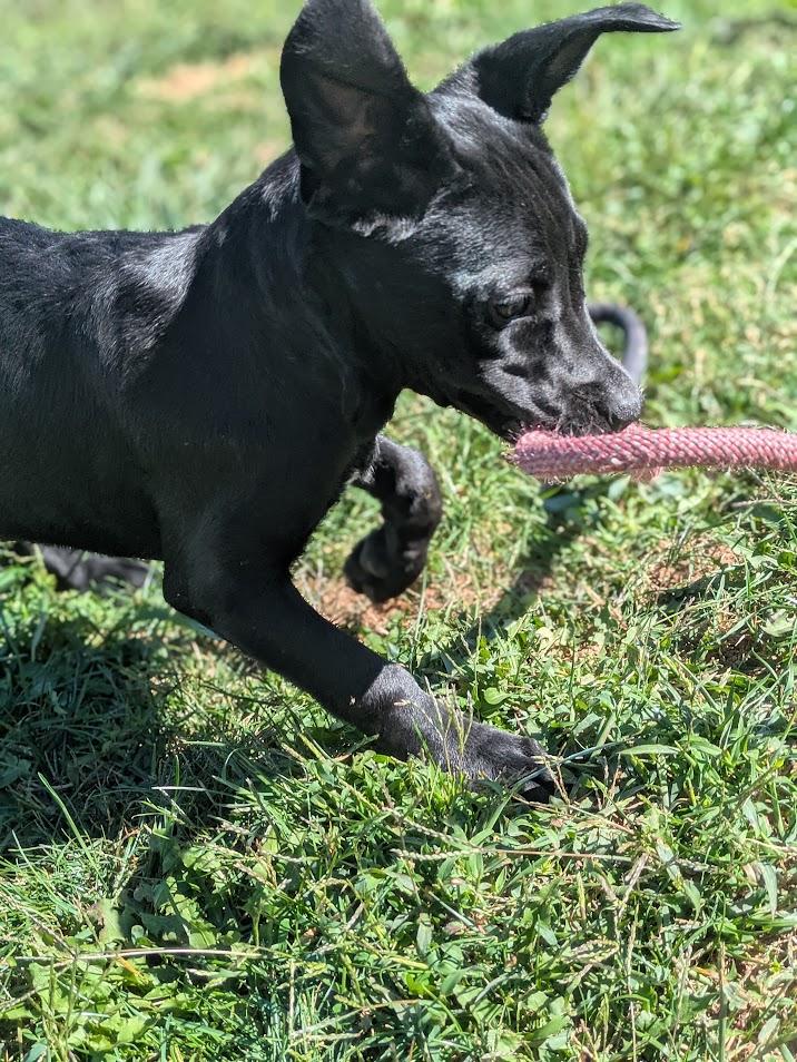Janet, a Adoptable mixed breed in Covington, VA image 4/6