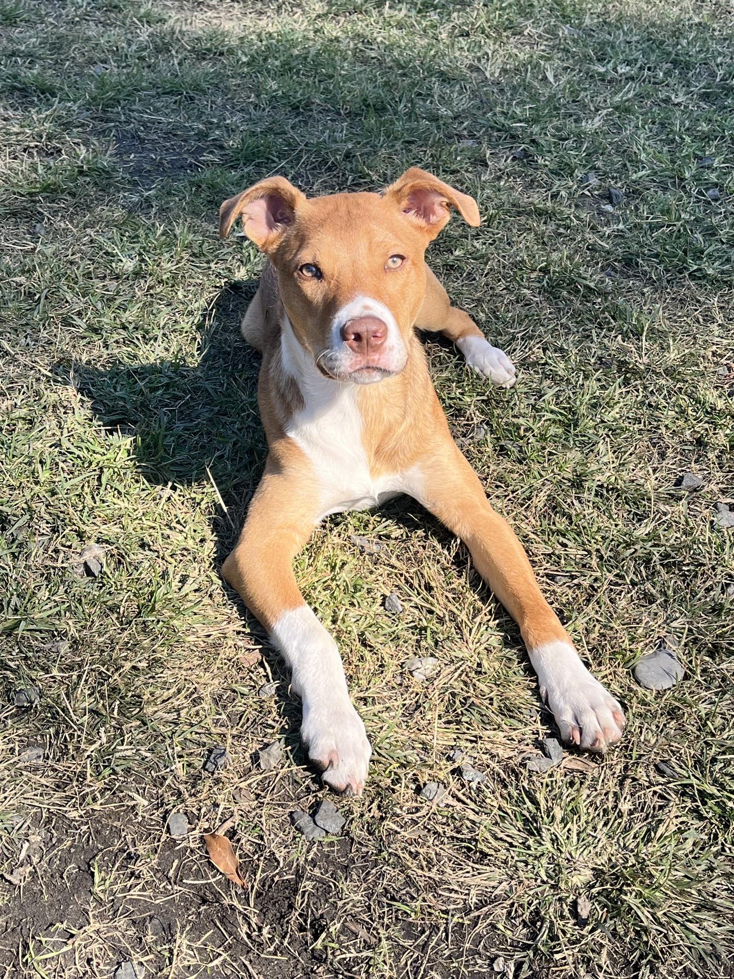 Willie, a Adoptable Mixed Breed in charleston, SC image 1/2