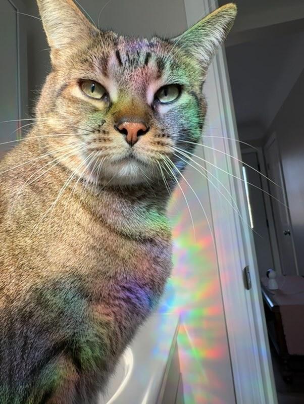 Nico, adoptable, Adult Male Domestic Short Hair.
