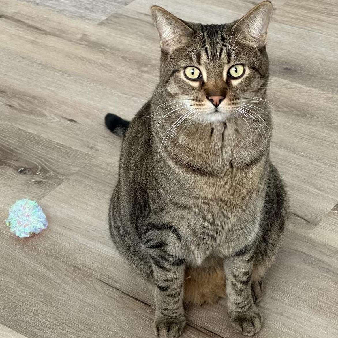 Enlarge Nico, an adoptable Domestic Short Hair in Garden City, MI image 2/5