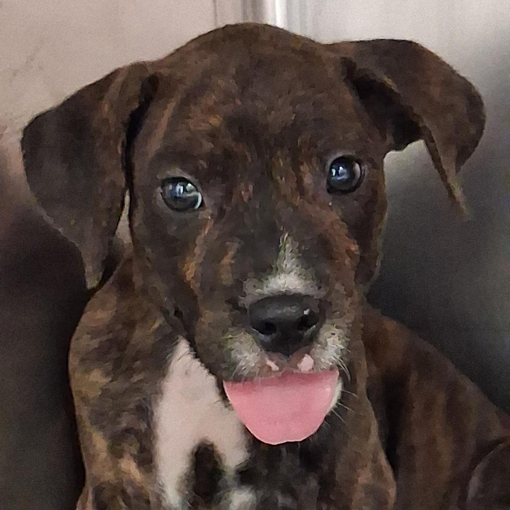 Enlarge Bianca, a Adoptable mixed breed in Washington, PA image 1/2