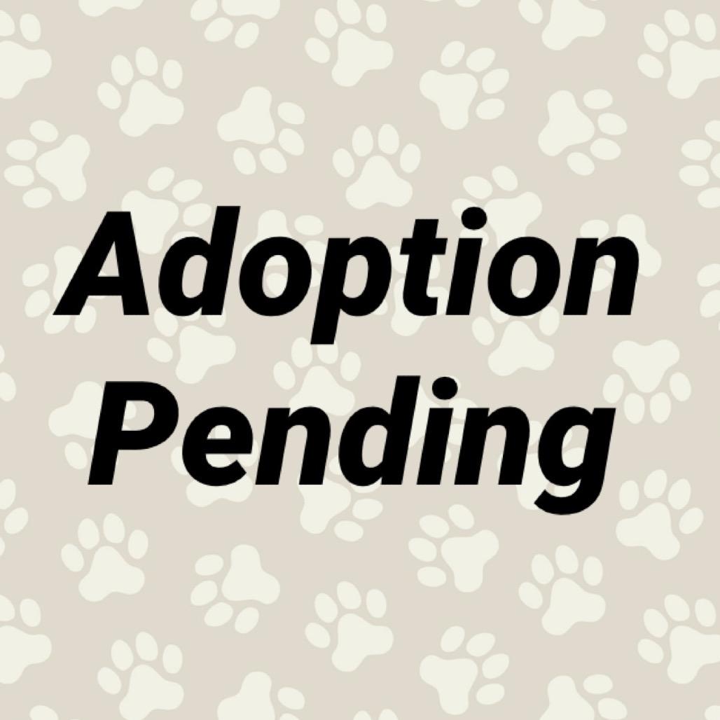 Enlarge Bianca, a Adoptable mixed breed in Washington, PA image 2/2