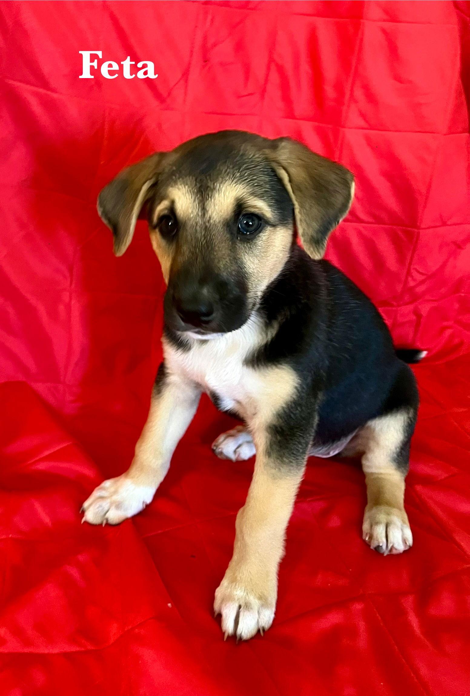 Feta, Adopted, Puppy Female Boxer & Australian Shepherd.