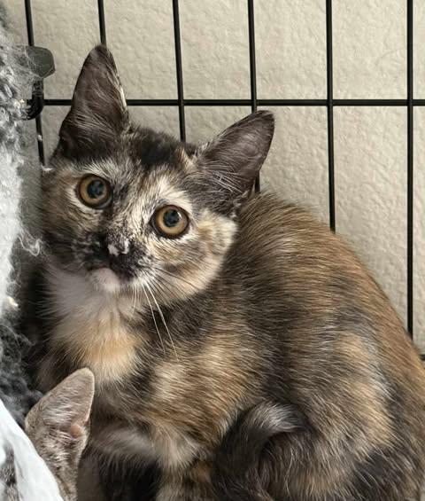 Enlarge Storm, a Adoptable Tortoiseshell in Greenfield, CA image 1/1