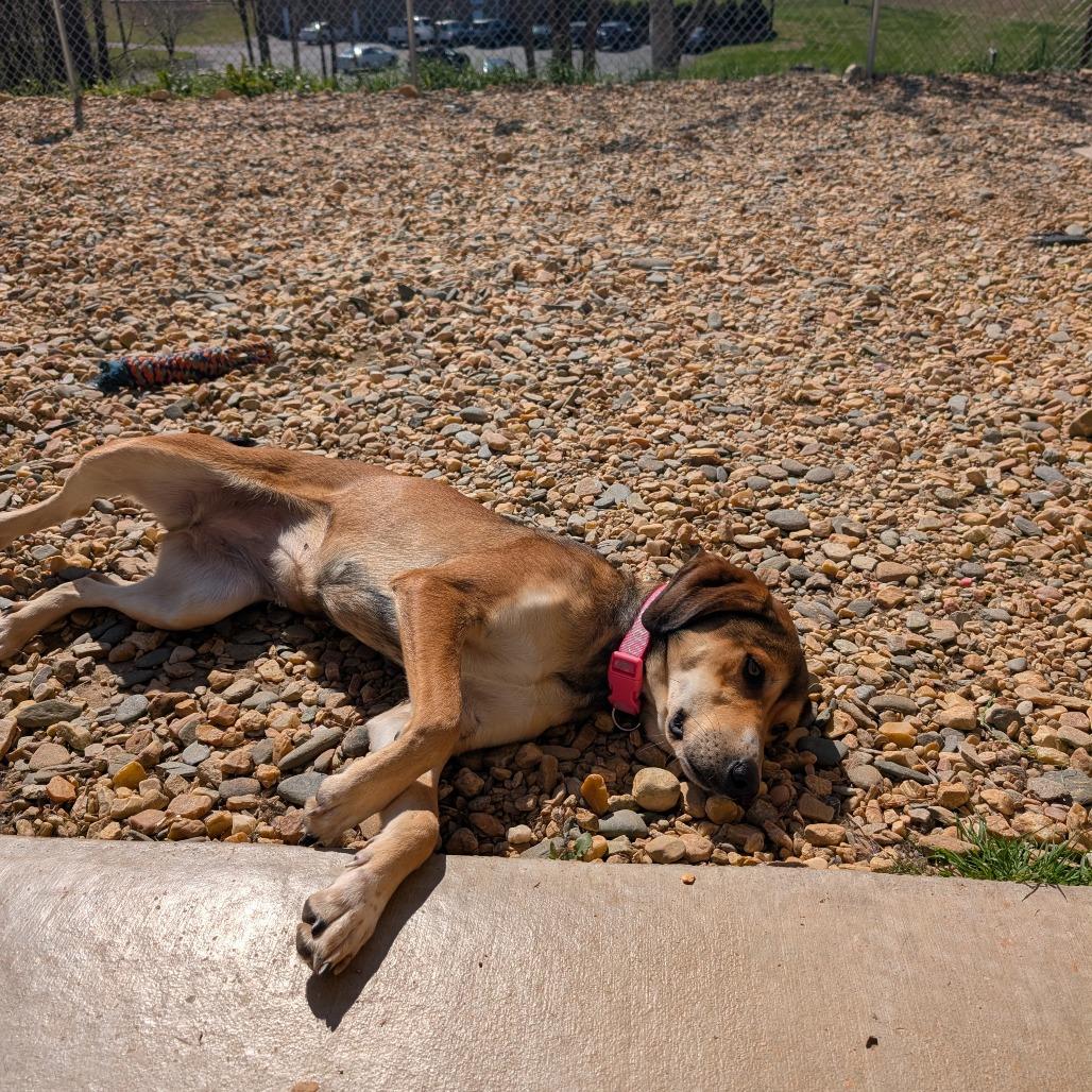 Enlarge Lady(BAS), a Adoptable mixed breed in Lenoir, NC image 2/6