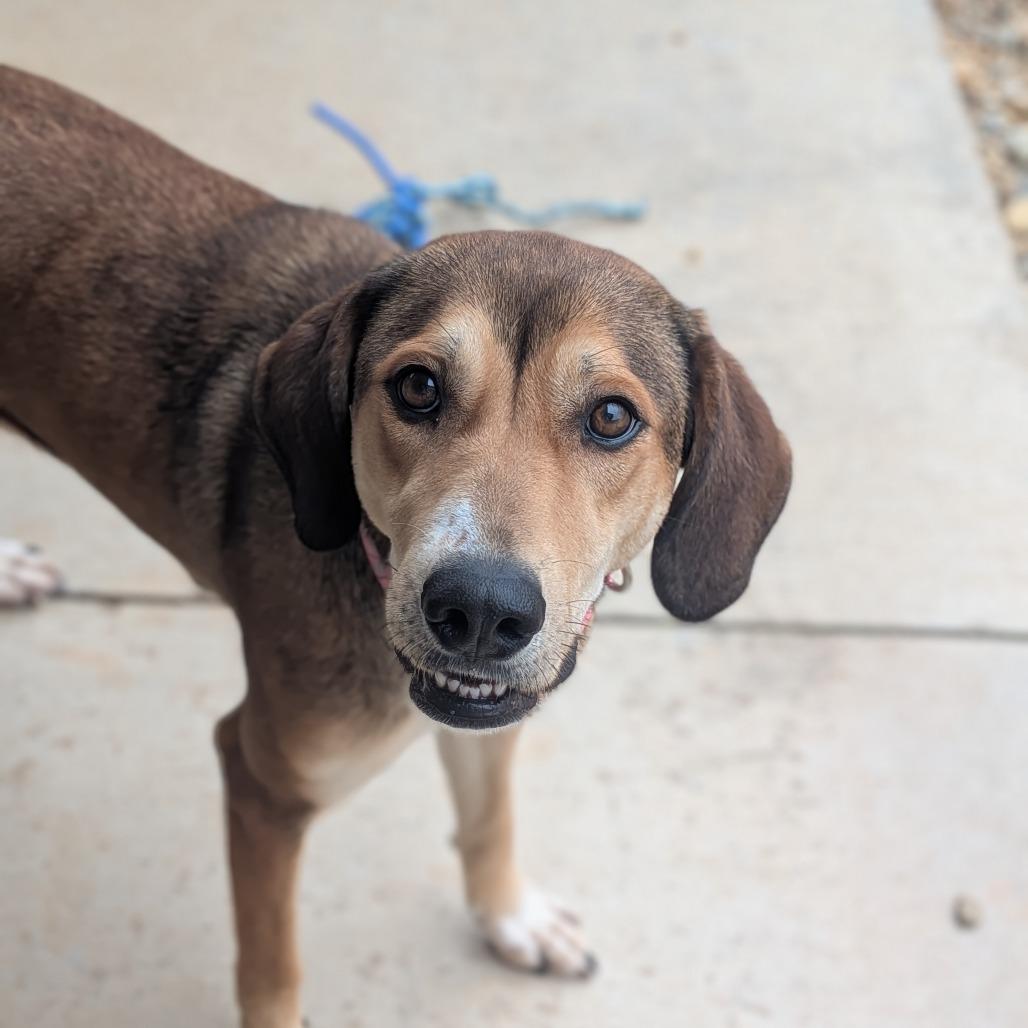 Enlarge Lady(BAS), a Adoptable mixed breed in Lenoir, NC image 3/6
