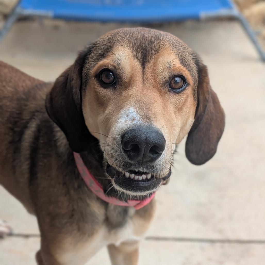 Enlarge Lady(BAS), a Adoptable mixed breed in Lenoir, NC image 4/6