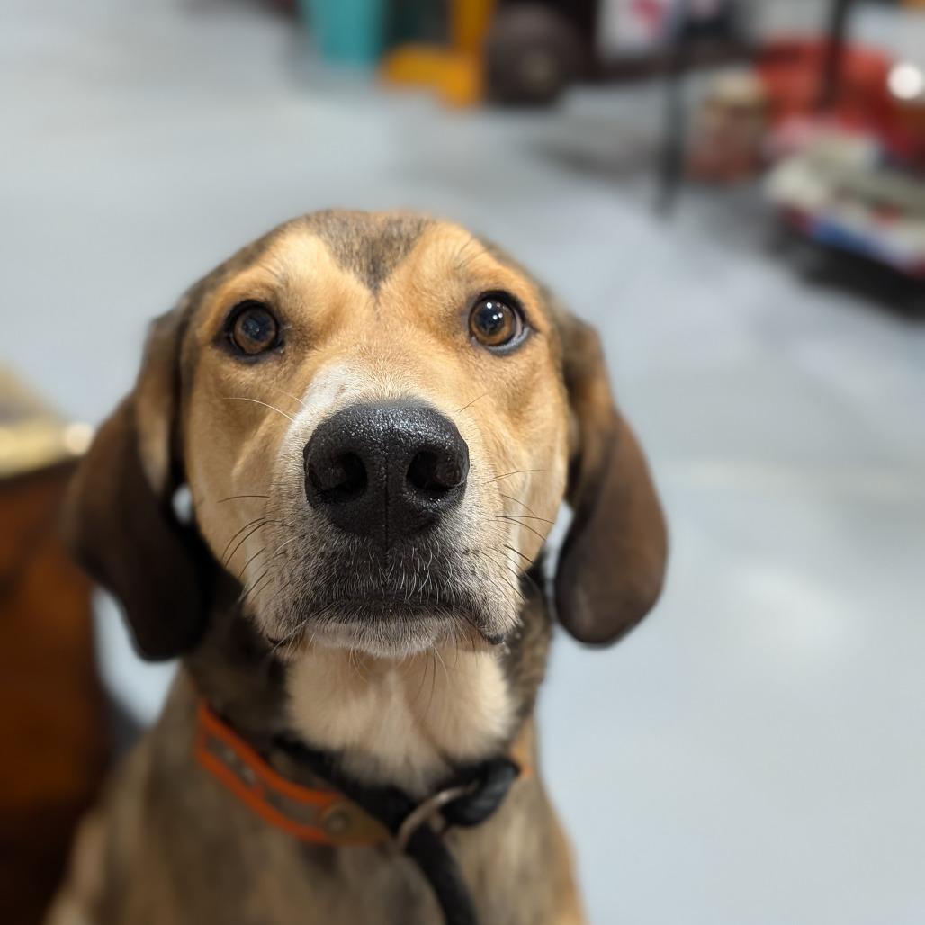 Enlarge Lady(BAS), a Adoptable mixed breed in Lenoir, NC image 1/6