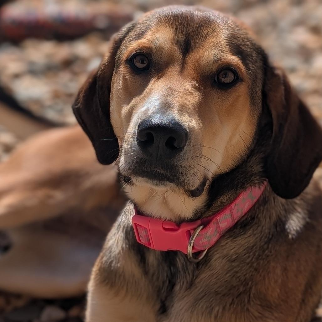 Lady(BAS), Adoptable, Adult Female Hound & Mixed Breed.