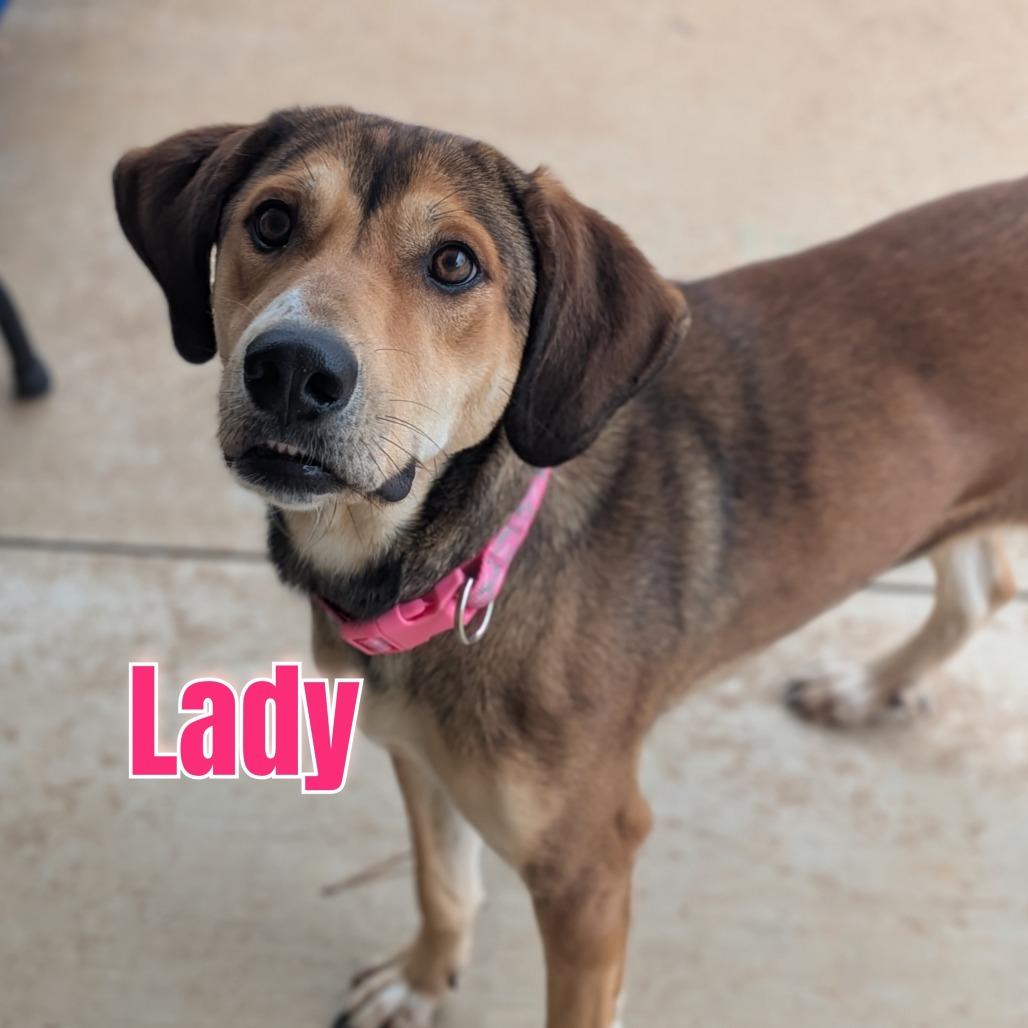 Enlarge Lady(BAS), a Adoptable mixed breed in Lenoir, NC image 5/6