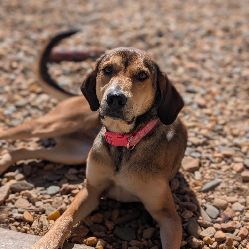 Enlarge Lady(BAS), a Adoptable mixed breed in Lenoir, NC image 6/6