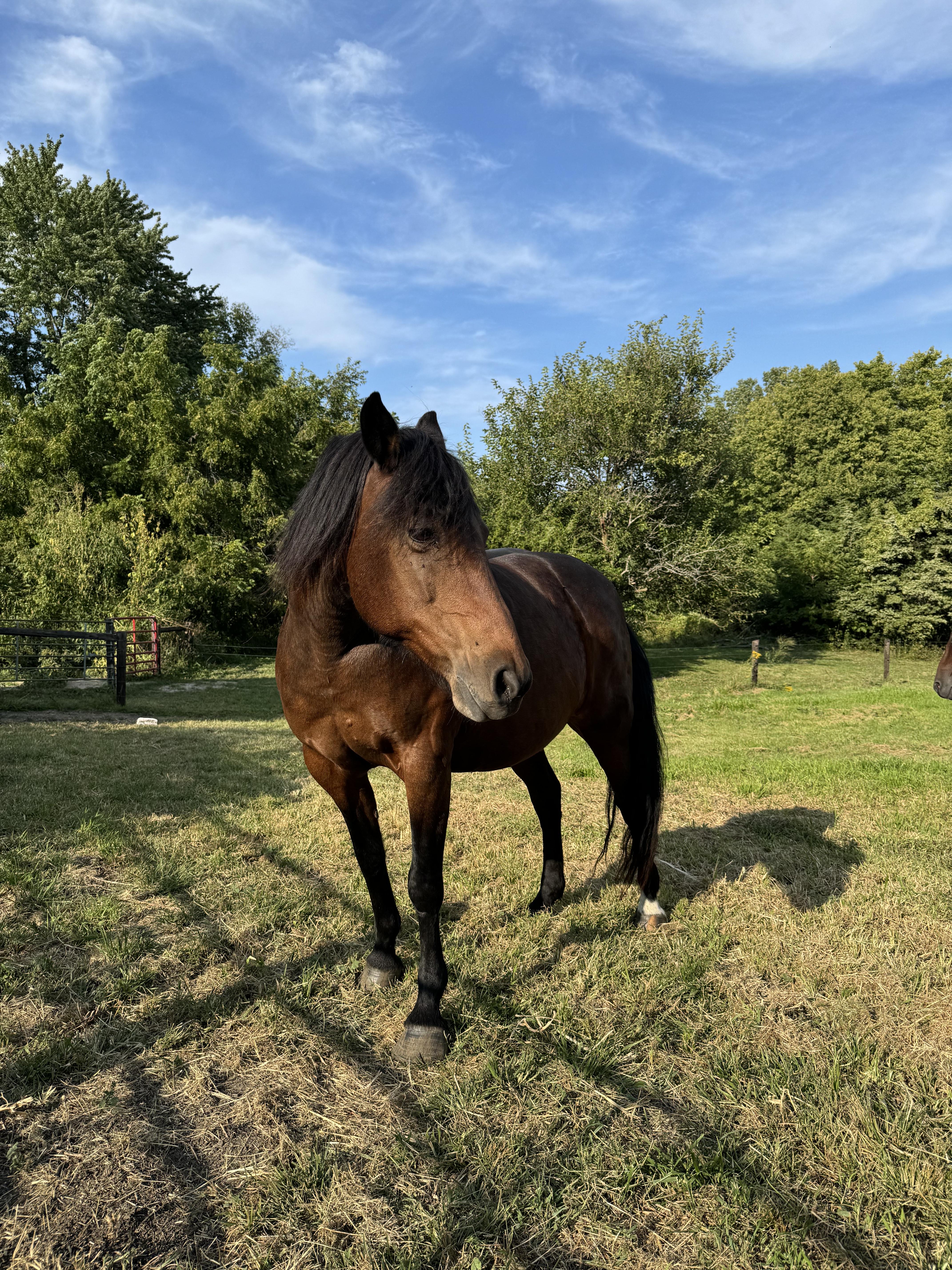 Enlarge Emily, a Adoptable Morgan in Cedar Rapids, IA image 1/9