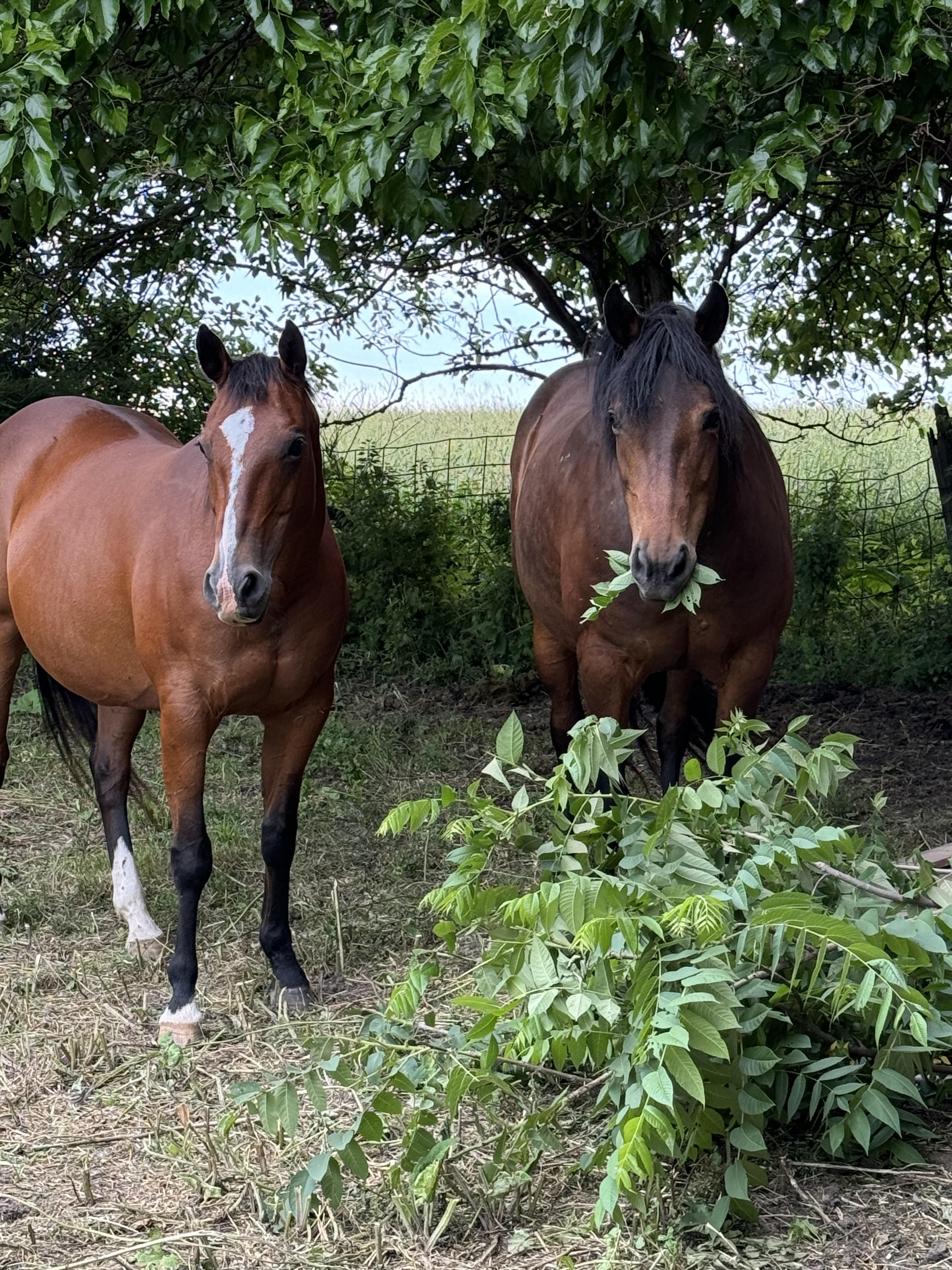 Enlarge Emily, a Adoptable Morgan in Cedar Rapids, IA image 4/9