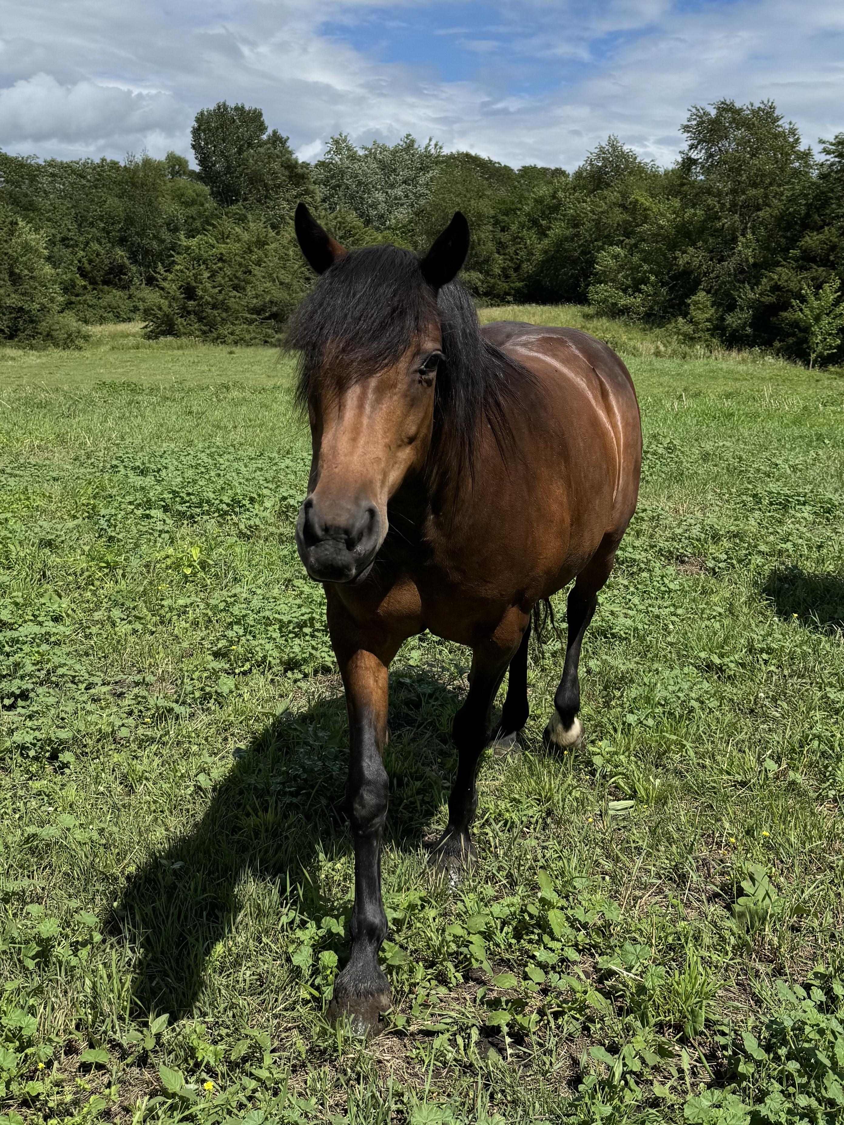 Enlarge Emily, a Adoptable Morgan in Cedar Rapids, IA image 5/9