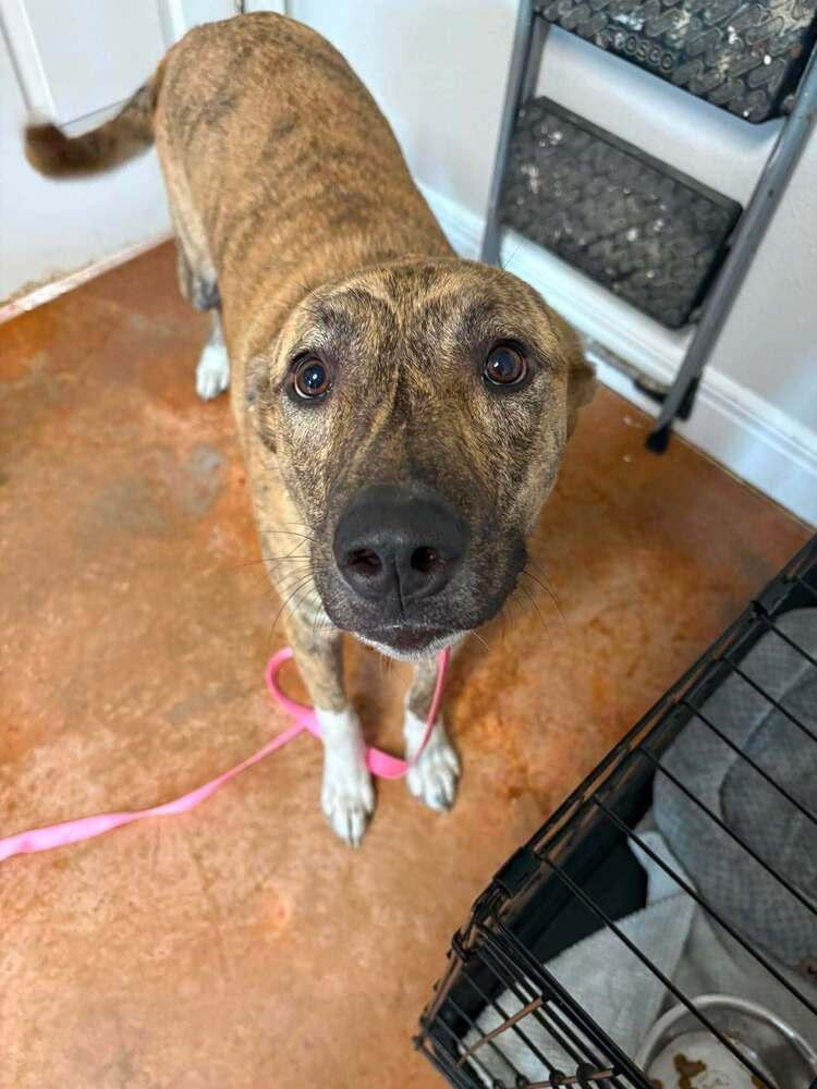Leia, Adopted, Young Female Dutch Shepherd.