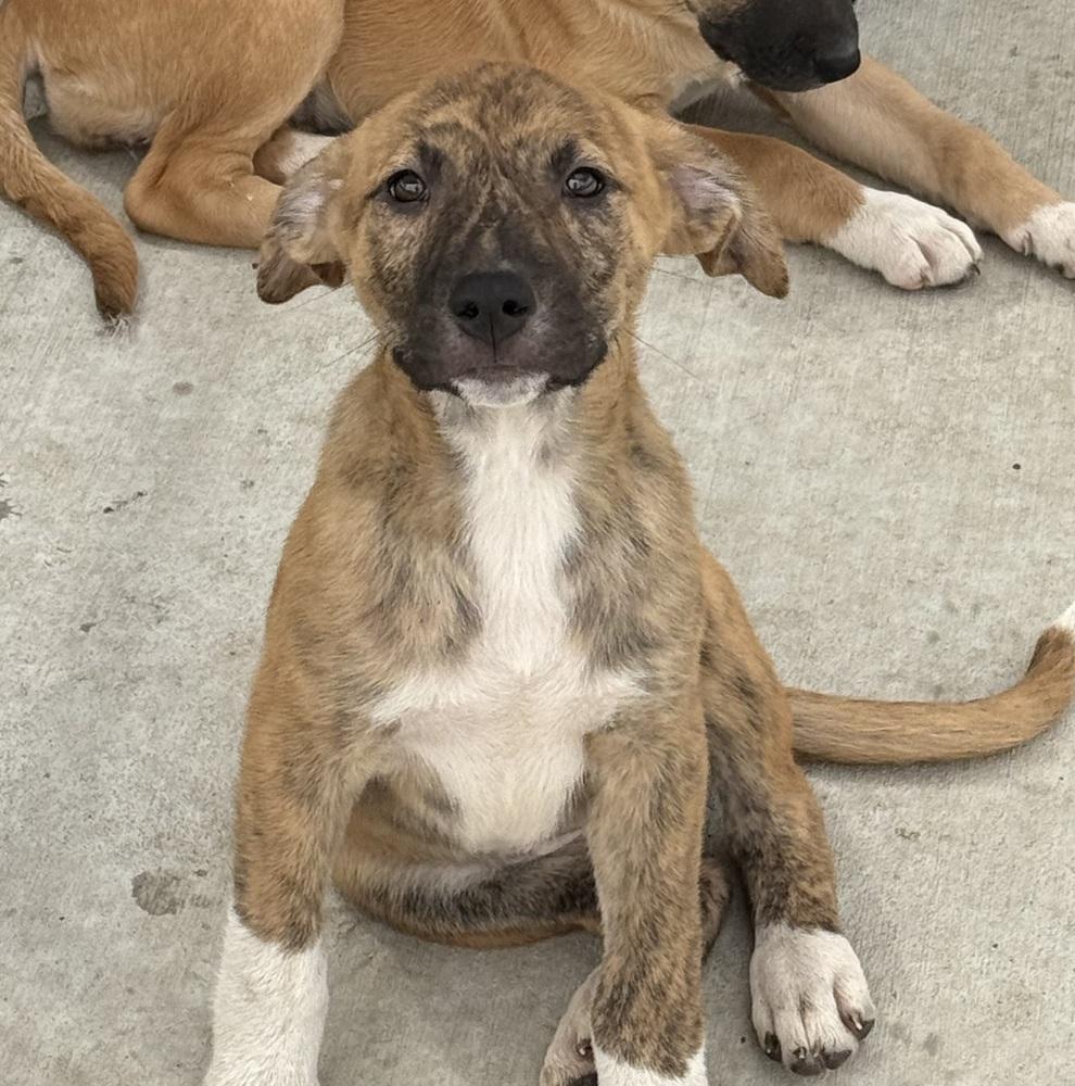 Leia, a Adopted mixed breed in Bolivar, MO image 2/2