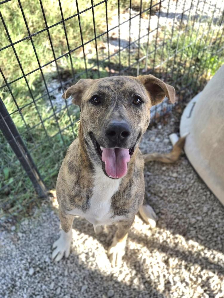 Enlarge Leia, a Adopted mixed breed in Bolivar, MO image 3/3