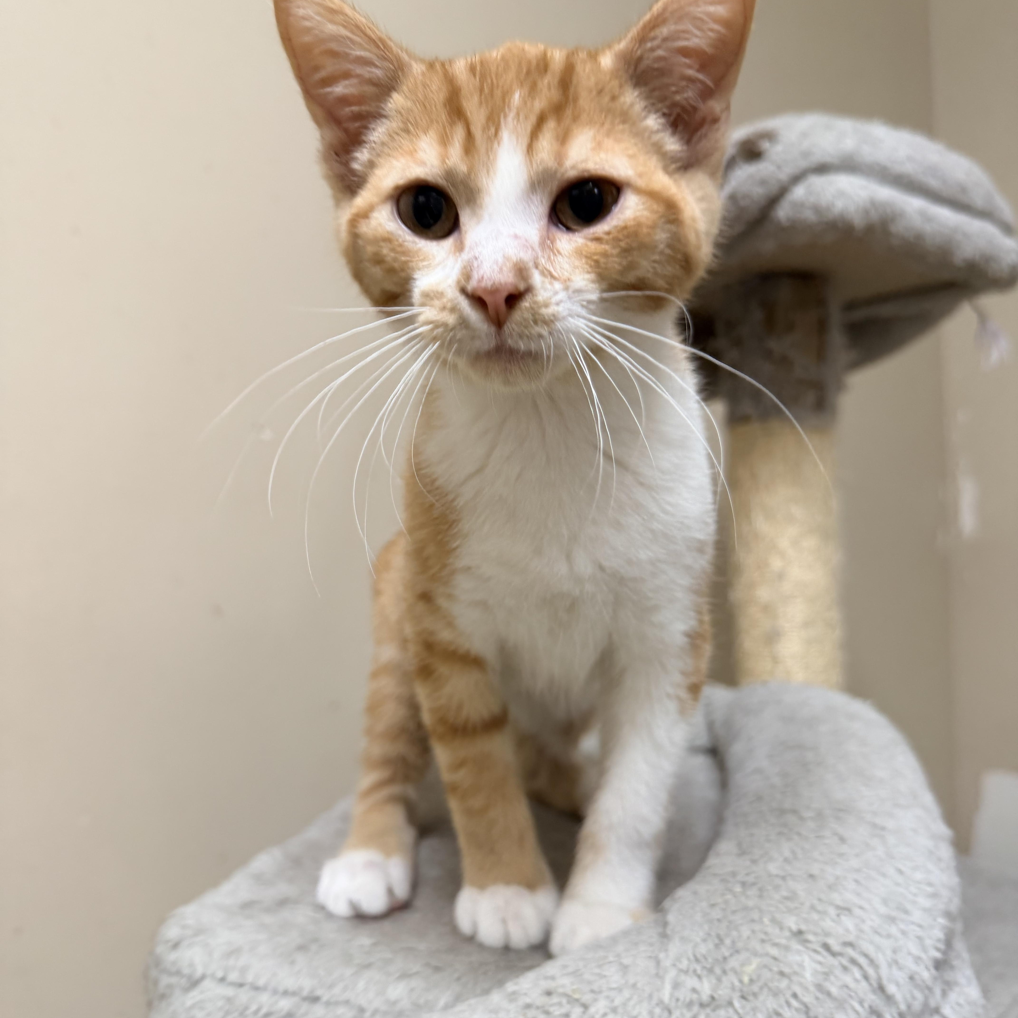 Thistle, ADOPTABLE, Kitten Male Domestic Short Hair.
