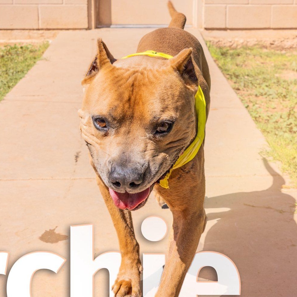 Archie