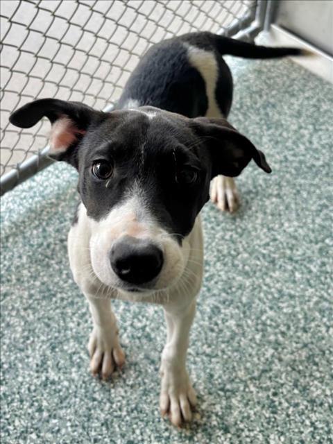 Enlarge ANNA, a Adoptable mixed breed in Salisbury, NC image 1/1