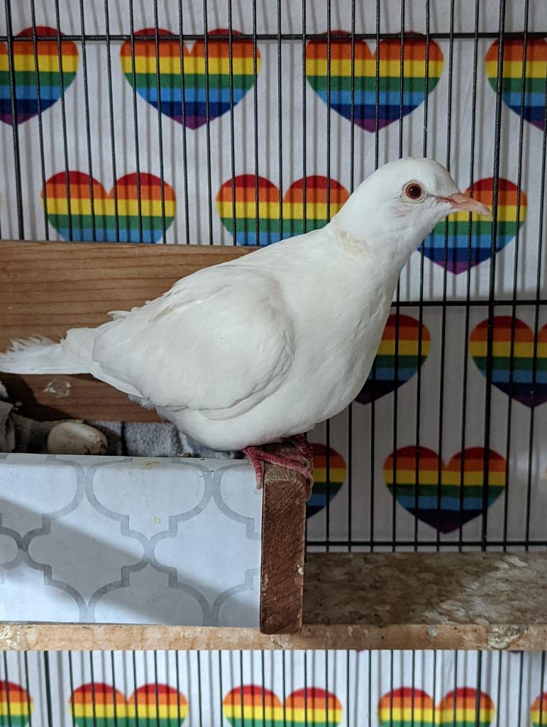 Enlarge Idyll, a Adoptable Dove in San Francisco, CA image 1/1