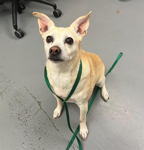 Tonya, ADOPTABLE, Senior Female Chihuahua.