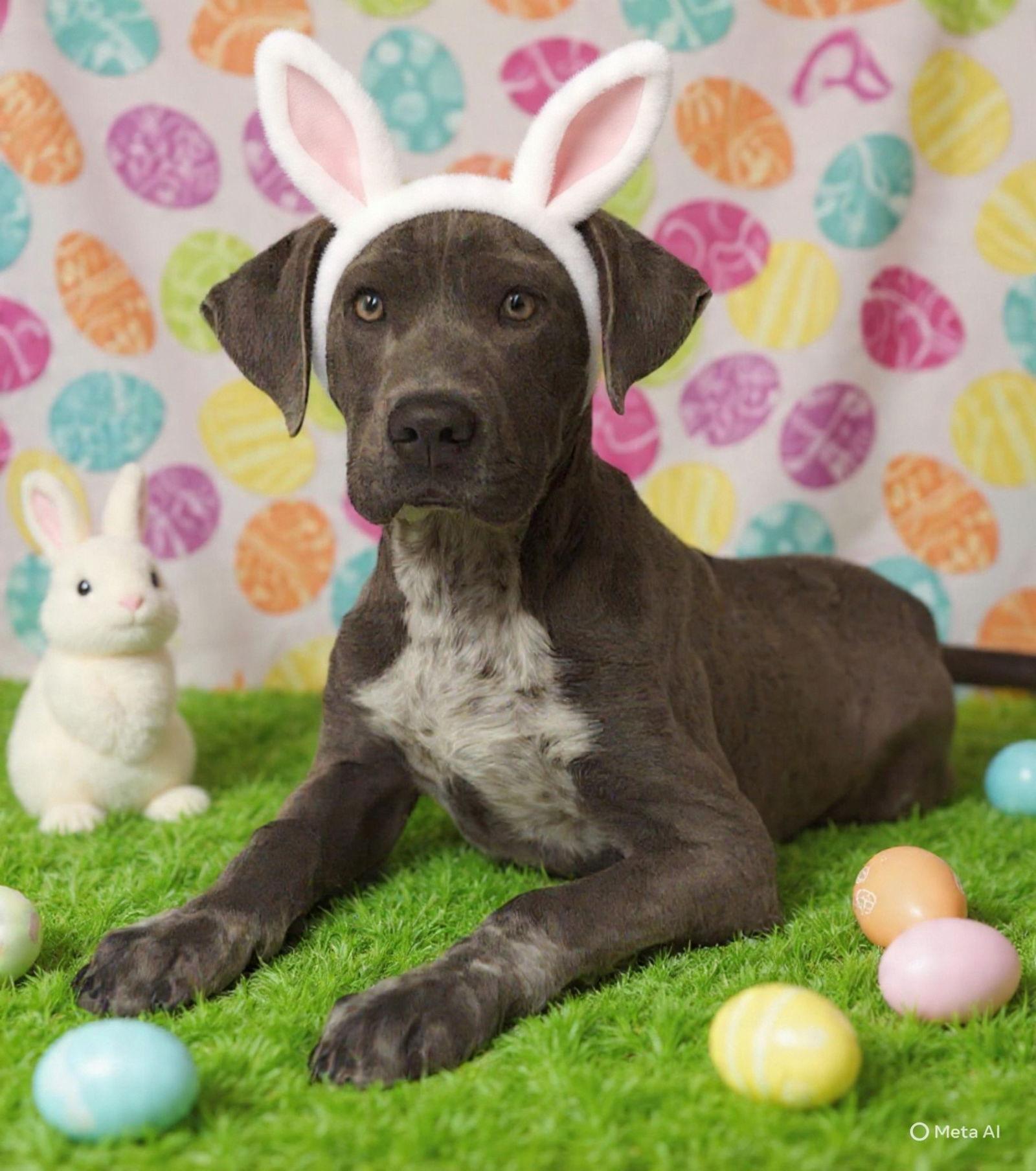 Antonio 26/137, Adoptable, Young Male Pit Bull Terrier & Pointer.