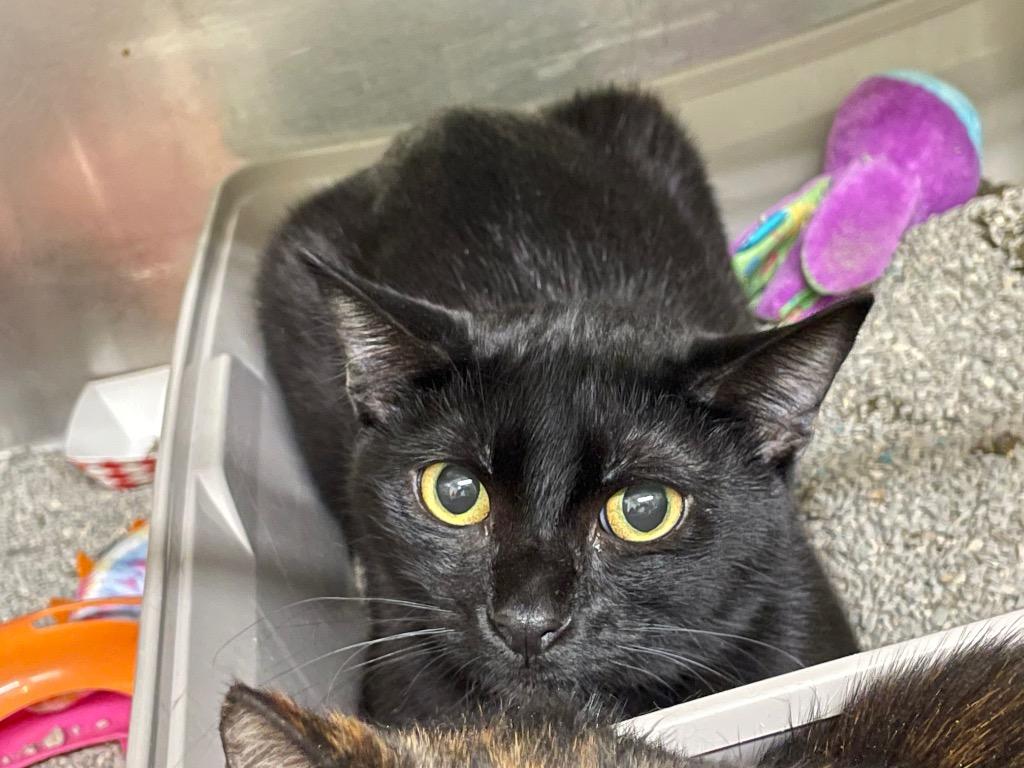 Regis, Adoptable, Adult Male Domestic Short Hair.