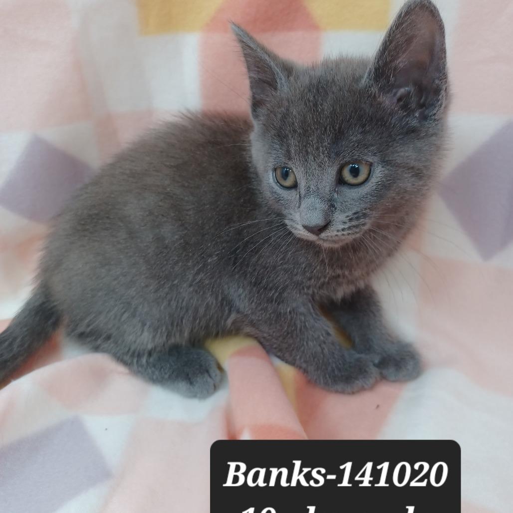 Enlarge Banks, a Adoptable Domestic Short Hair in New Tazewell, TN image 1/1