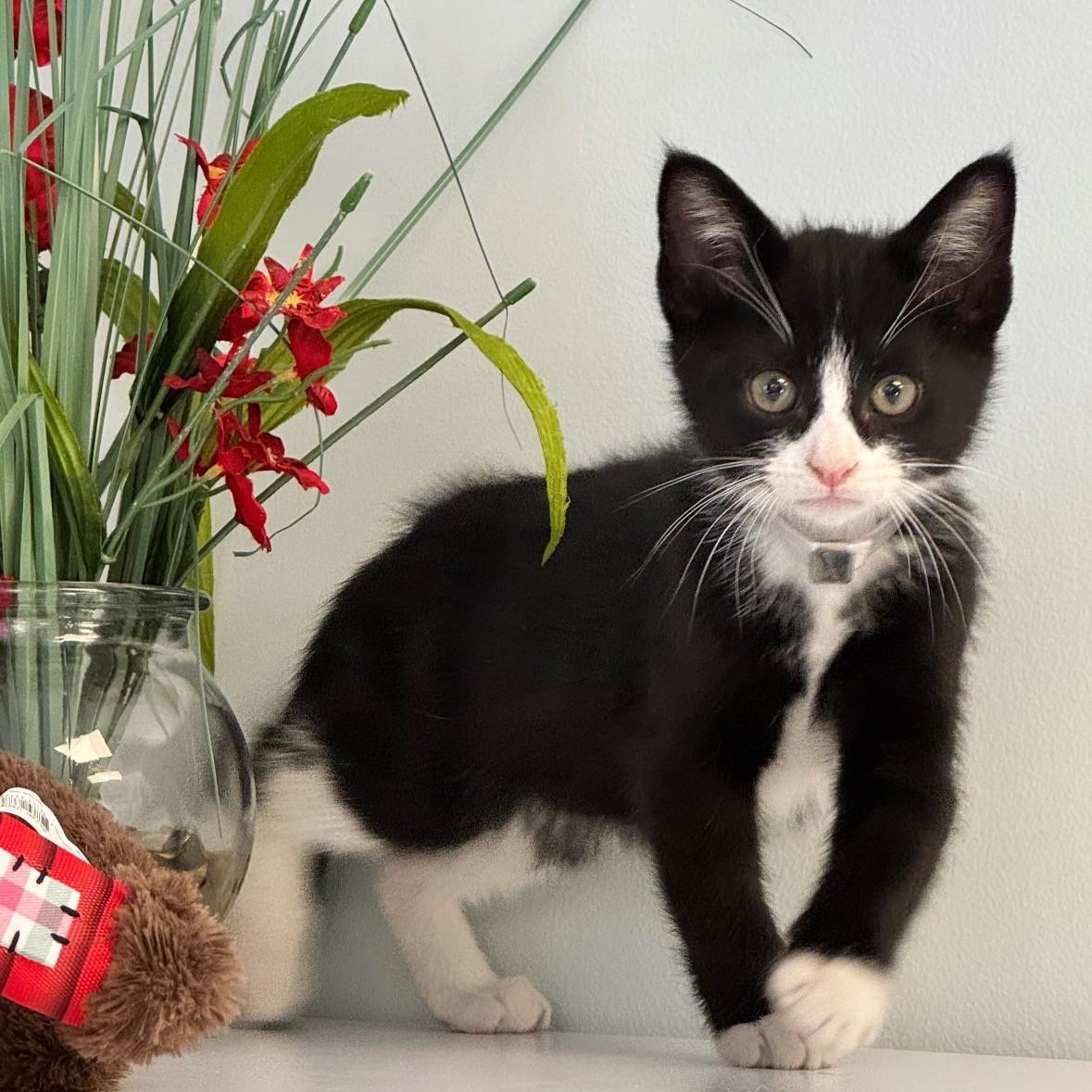 Cane , ADOPTABLE, Young Male Domestic Short Hair.