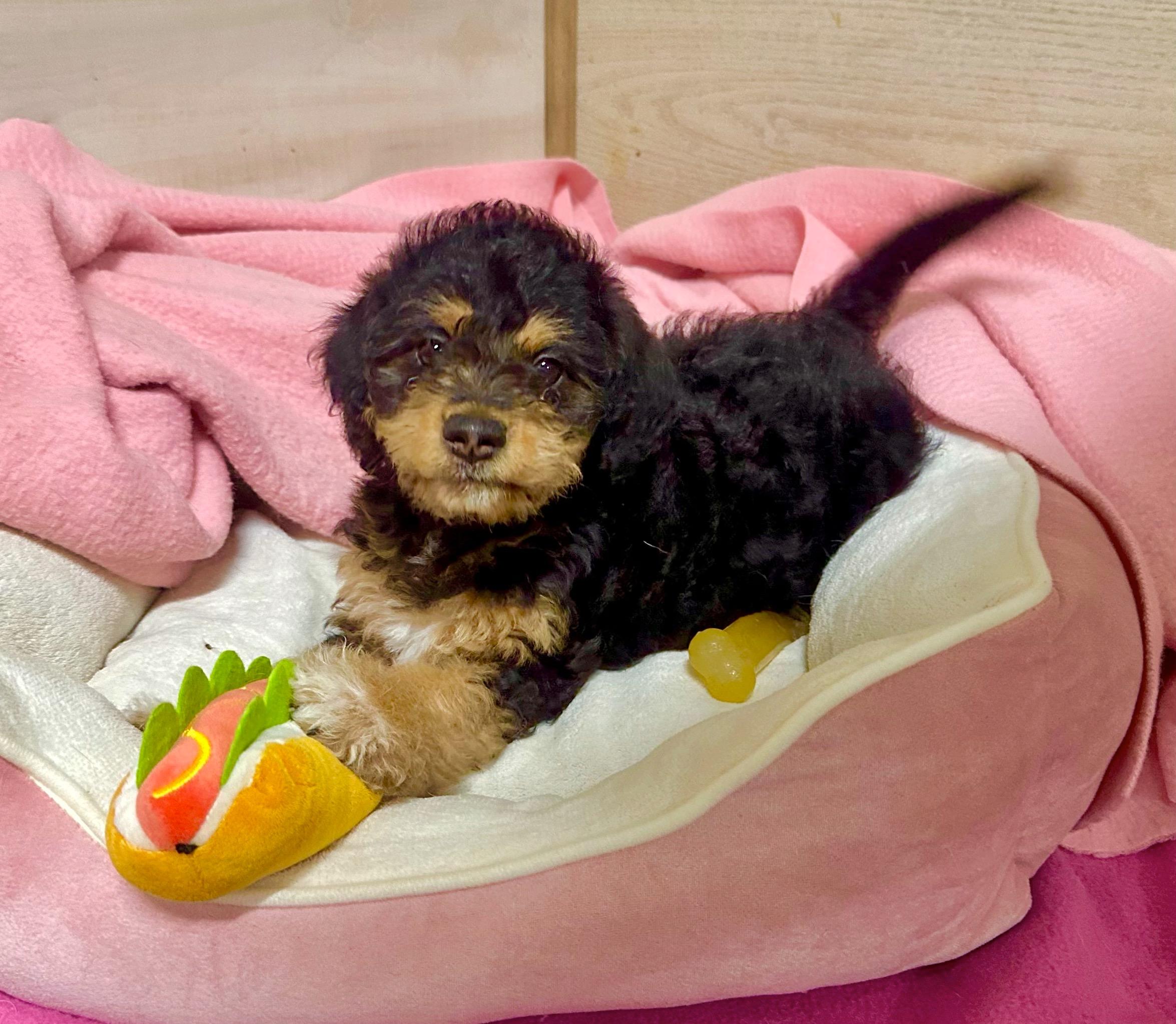 Enlarge Pippa, an adopted mixed breed in High Ridge, MO image 1/1