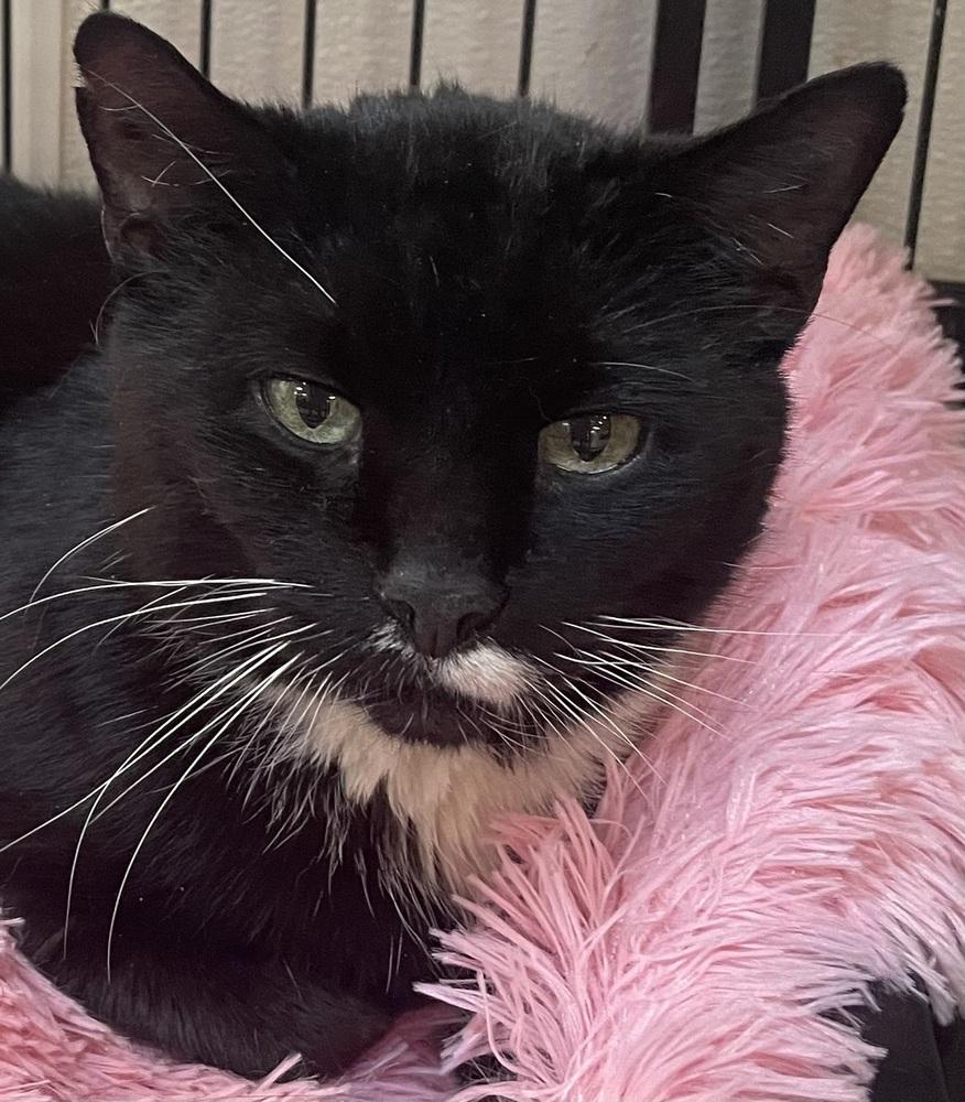 Enlarge MILEY, a Adoptable Domestic Short Hair in Southbury, CT image 1/6