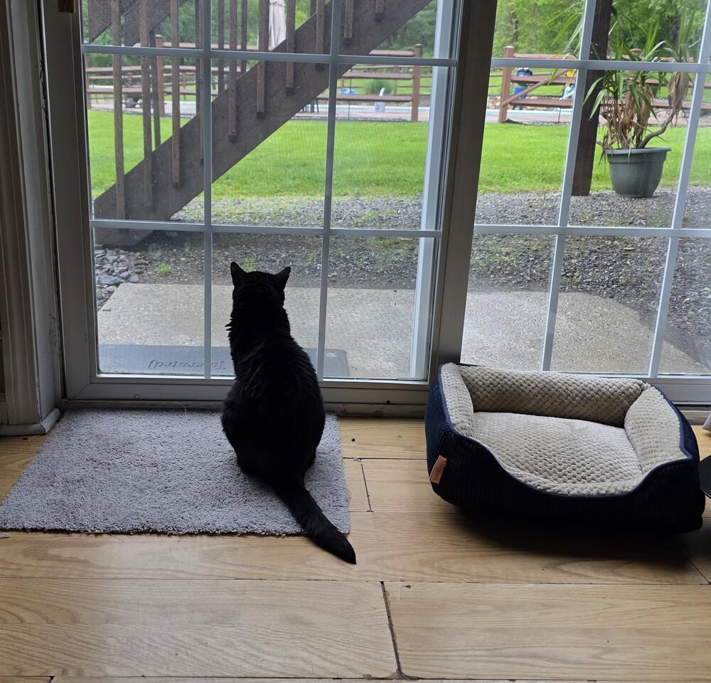 Enlarge MILEY, a Adoptable Domestic Short Hair in Southbury, CT image 2/6