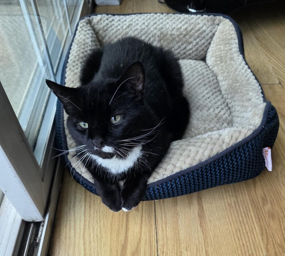 Enlarge MILEY, a Adoptable Domestic Short Hair in Southbury, CT image 3/6