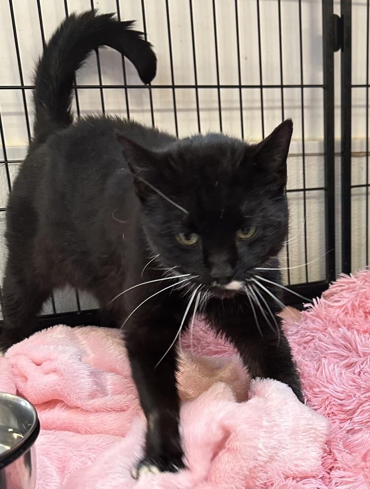 Enlarge MILEY, a Adoptable Domestic Short Hair in Southbury, CT image 4/6