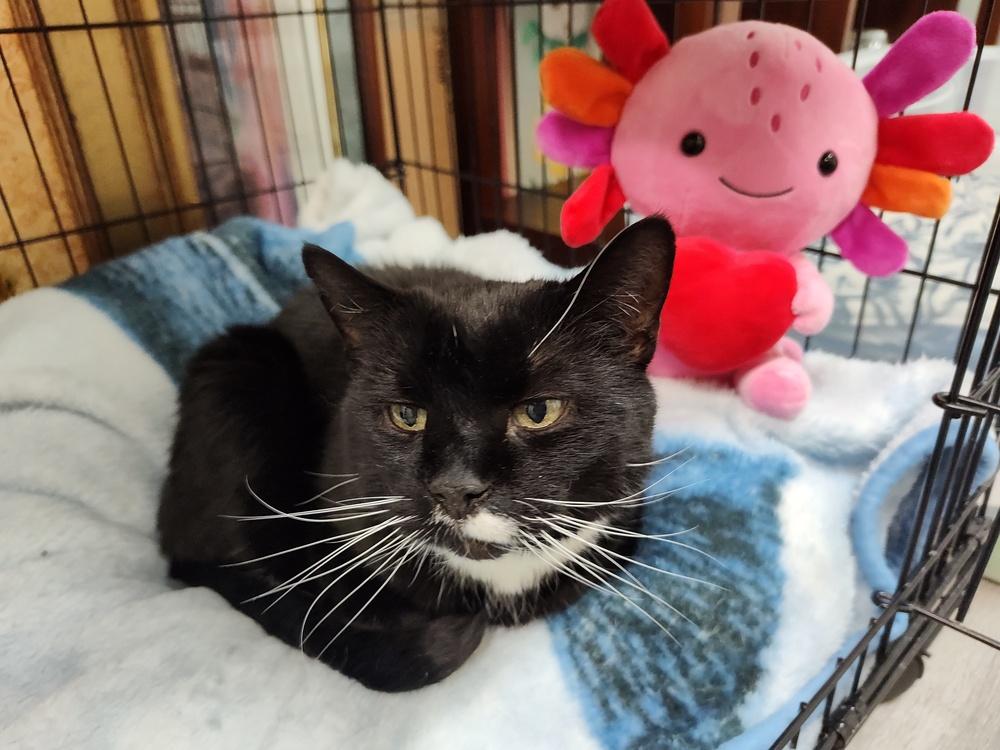 Enlarge MILEY, a Adoptable Domestic Short Hair in Southbury, CT image 5/6