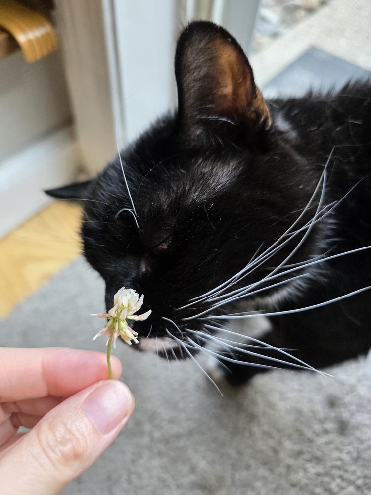 Enlarge MILEY, a Adoptable Domestic Short Hair in Southbury, CT image 6/6