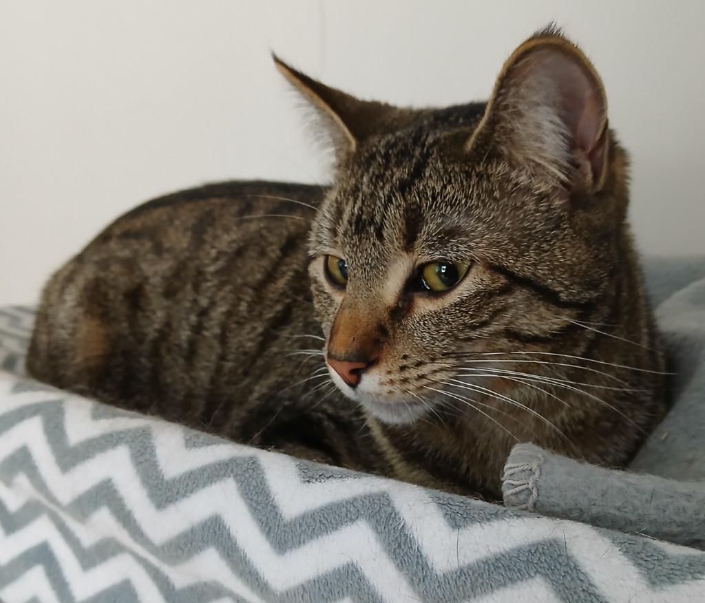 Enlarge Trish Trash, a Adoptable mixed breed in Shell Lake, WI image 2/2