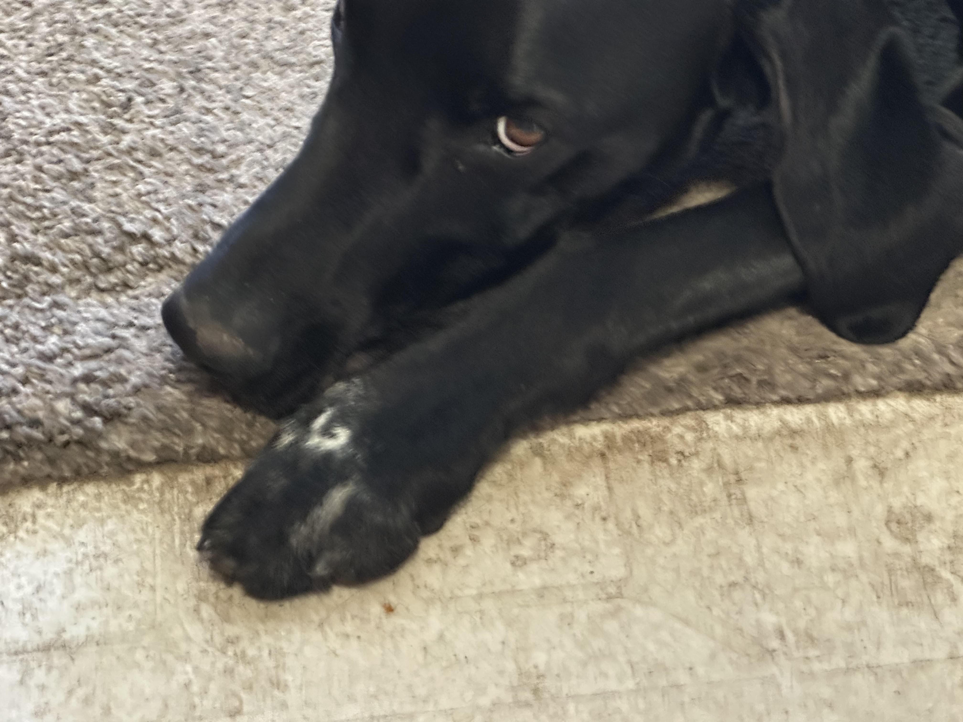 Enlarge Watson, a Adopted German Shorthaired Pointer in Midland, MI image 4/6